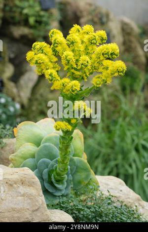 Aeonium diplocyclum, Greenovia diplocycla, Aeonium diplocyclum, Bergrose, gelb blühender Sukkulent, Stockfoto