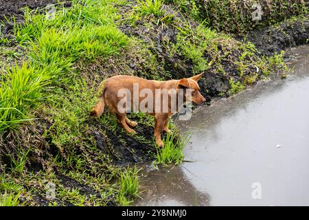 Streunender Hund ​​known als 'Caramelo' neben dem See Stockfoto