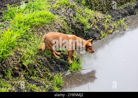 Streunender Hund ​​known als 'Caramelo' neben dem See Stockfoto