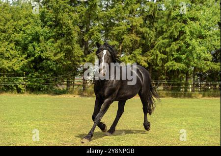 Schwarzes Bashkir Curly Horse mit schwarzer Mähne und Schwanz, weißes Gesicht, das im Paddockfeld von grünem Gras mit Bäumen im Hintergrund Pferderaub unterwegs ist Stockfoto