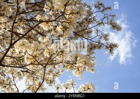 Goiania, Goias, Brasilien – Outubro 04, 2024: Einige Äste eines blühenden Baumes, die von der Seite des Bildes herausragen. Weißes IPE in Blüte. Tabebuia Rose Stockfoto