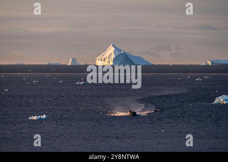 Kleines Fischerboot rastet durch eiskaltes Wasser mit Eisbergen in der Arktis Grönlands Stockfoto