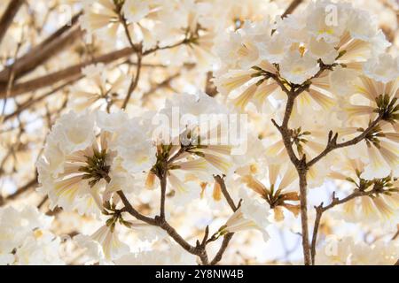 Goiania, Goias, Brasilien – Outubro 04, 2024: Nahaufnahme von Zweigen eines belaubten ipe-Baumes voller weißer Blüten. Rahmen voller Blumen. Stockfoto