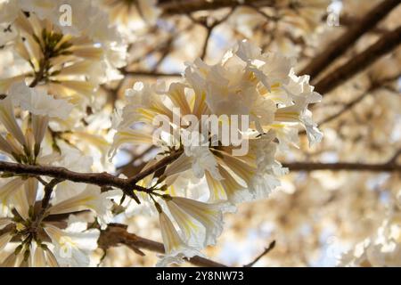 Goiania, Goias, Brasilien – Outubro 04, 2024: Nahaufnahme von Zweigen eines belaubten ipe-Baumes voller weißer Blüten. Rahmen voller Blumen. Stockfoto