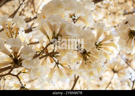 Goiania, Goias, Brasilien – Outubro 04, 2024: Nahaufnahme von Zweigen eines belaubten ipe-Baumes voller weißer Blüten. Rahmen voller Blumen. Stockfoto