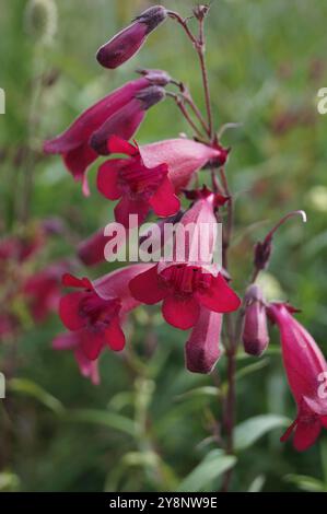 Dunkelviolette glockenförmige Blüten einer Penstemon-„Raven“-Pflanze, auch bekannt als Bird Series oder Bartzunge Stockfoto