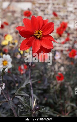 Eine kirschrote Blume von Dahlia â€˜Bischof von Llandaffâ€™ mit dunklem Zentrum und dunkelvioletten Blättern Stockfoto