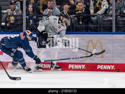 Kampf um den Puck / Zweikampf zwischen Tobias Rieder (EHC Red Bull Muenchen, #8) und Maximilian Gloetzl (Koelner Haie, #22). GER, EHC Red Bull Muenchen gegen Koelner Haie, Eishockey, DEL, 7. Spieltag, Saison 2024/2025, 06.10.2024. Foto: Eibner-Pressefoto/Franz Feiner Stockfoto