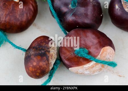 Parliament Hill Bandstand, London, Großbritannien. Oktober 2024. Die 20. Conker Championships, Parliament Hill Bandstand. Quelle: Matthew Chattle/Alamy Live News Stockfoto