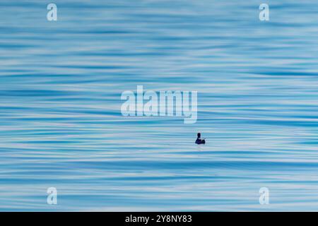 Ein Tauchen im Hintergrund auf einem welligen blauen Meer. Turke Stockfoto