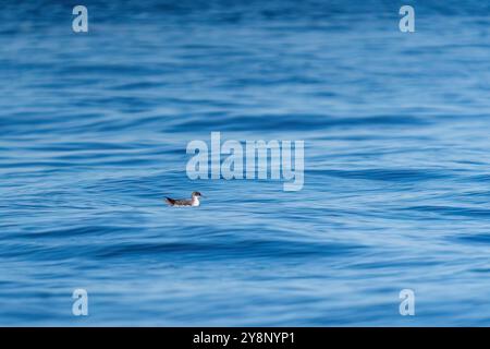 Ein Tauchen im Hintergrund auf einem welligen blauen Meer. Stockfoto