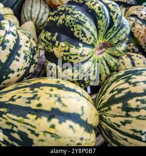 Kreisförmiges und rundes, grün und weiß gestreiftes Kürbisbild (oder vielleicht grün und hellgrün). Das Bild enthält mehrere Squashes. Stockfoto