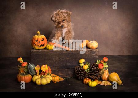 Niedlicher, 4 Monate alter Welpe in halloween-Anordnung. Er ist eine Mischung aus Spielzeugpudel und Mini-maltesen. Stockfoto