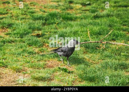 Prag, Tschechische Republik - 11. Mai 2019: Ein wunderschöner Vogel, der auf Gras wandert. Ein europäischer Vogel im Park. Der westliche Jackdaw Coloeus monedula, auch bekannt Stockfoto
