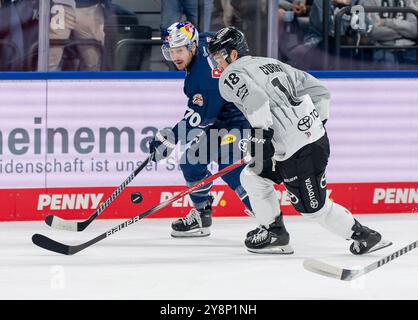 Kampf um den Puck / Zweikampf zwischen Maximilian Daubner (EHC Red Bull Muenchen, #70) und Josh Currie (Koelner Haie, #18). GER, EHC Red Bull Muenchen gegen Koelner Haie, Eishockey, DEL, 7. Spieltag, Saison 2024/2025, 06.10.2024. Foto: Eibner-Pressefoto/Franz Feiner Stockfoto