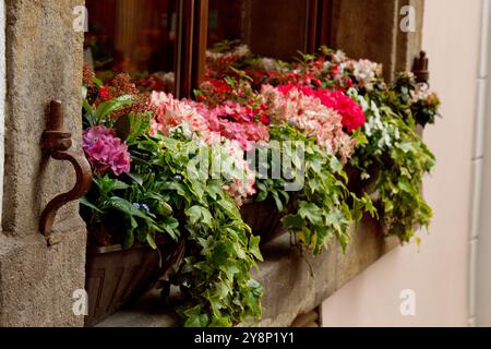 Prag. 05.11.2019: Wunderschöne Blumen auf der Fensterbank. Berühmte Fassaden von Prag. Schöner Balkon mit Blumen gegen ein braun-oranges Stockfoto