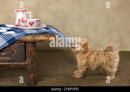 Der entzückende kleine 10 Wochen alte Maltipoo Welpen Hund ist eine Mischung aus maltesischem und Spielzeugpudel Stockfoto