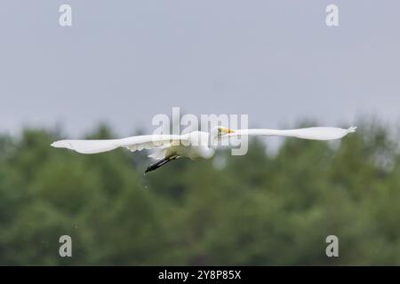 Ein großer Reiher (Ardea alba) fliegt Stockfoto
