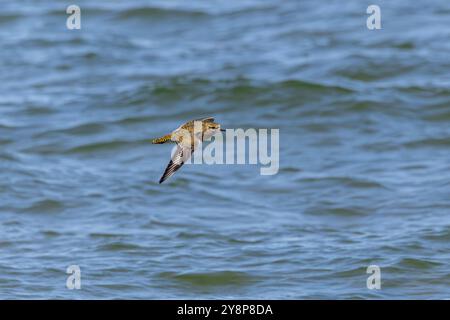 Ein europäischer Goldplover (pluvialis apricaria) fliegt Stockfoto