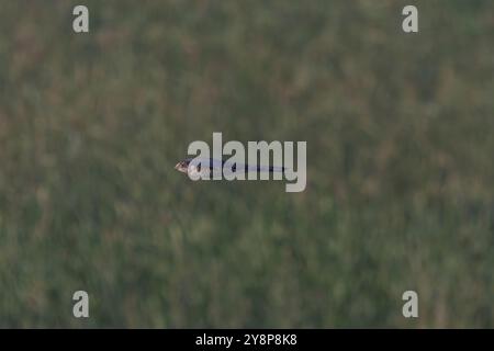 Ein sparrowhawk (Accipiter nisus) fliegt Stockfoto
