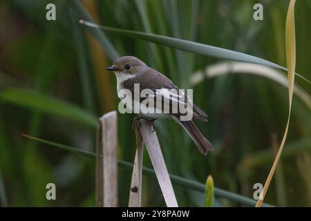 Europäische Trauerschnäpper-Fliegenschnäpper (Ficedula Hypoleuca) Stockfoto