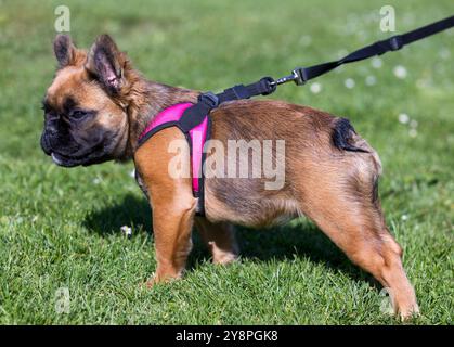 Red Fawn Brindle Langhaariges französisches Bulldog-Welpen, Park in Nordkalifornien. Stockfoto