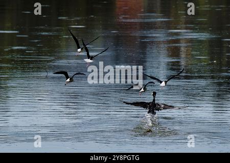 Eine Gruppe von Vögeln fliegt über einem Gewässer. Die Vögel sind in der Luft und fliegen in verschiedene Richtungen Stockfoto