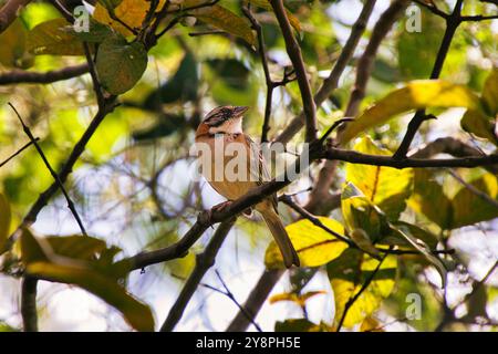 Ein kleiner brauner Vogel sitzt auf einem Ast. Der Vogel schaut auf den Boden Stockfoto