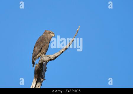 Westlicher Banded-Schlangenadler (Circaetus cinerascens) thront auf einem toten Baum im South Luangwa National Park, Sambia Stockfoto