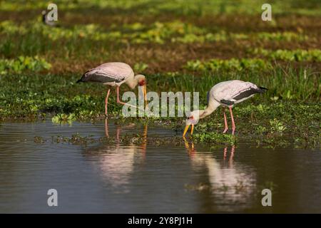 Gelbschnabelstorch (Mycteria ibis) ernährt sich von Fischen in flachen Lagunen am Sitz der Regenzeit im South Luangwa National Park, Sambia Stockfoto