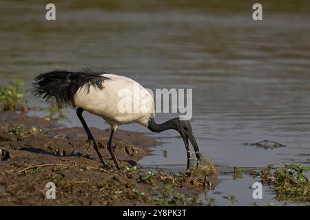 Afrikanische heilige Ibis (Threskiornis aethiopicus) füttern zu Beginn der Regenzeit im Luangwa-Nationalpark in Sambia in einer flachen Lagune Stockfoto