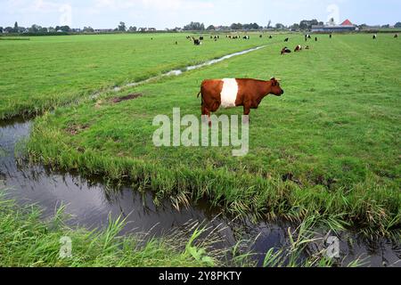 Niederländische Kühe auf der Weide, grüne Wiese in den Niederlanden. Stockfoto