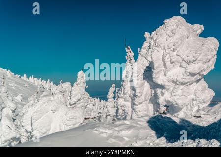 Vom Wind gefegte, gefrorene Bäume auf einem bitterkalten Berg Stockfoto