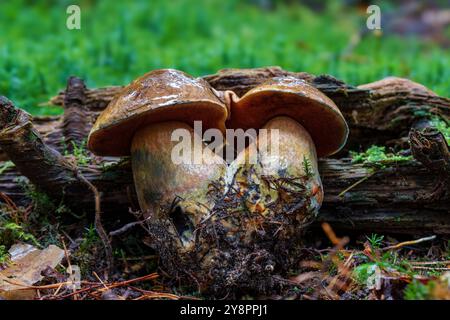 Eine Nahaufnahme verschiedener Pilze, die sich bequem zwischen dem üppigen, lebhaften grünen Moos in einer ruhigen Waldlandschaft schmiegen Stockfoto