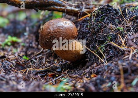 Wilde Imleria badia, Boletus badius, Pilze, die auf Baumstümpfen in einem Wald wachsen, niedrige Sicht. Bay Bolete Stockfoto