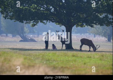 Während der Brunstsaison im Richmond Park kommen die Menschen dem Rothirsch gefährlich nahe. Royal Parks empfehlen, 50 Meter entfernt zu bleiben, da dies zu dieser Zeit der Fall ist Stockfoto