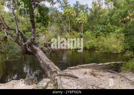 Der alte Baum erstreckt sich über den Hillsborough River State Park in Tampa, Florida, USA Stockfoto