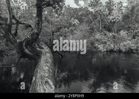 Der alte Baum erstreckt sich über den Hillsborough River State Park in Tampa, Florida, USA Stockfoto