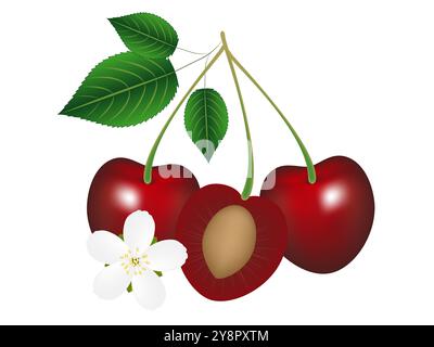 Zwei ganze Kirschen mit Blättern und eine halbe Kirsche mit einem Stein und einer Blume. Stock Vektor