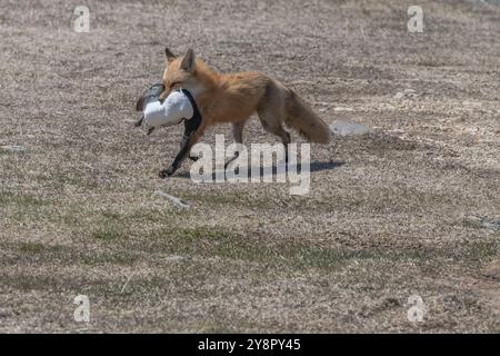 Red Fox erwachsene Frau mit tordalk Auk in Ihrem Mund Cape St. Mary's, Neufundland Stockfoto