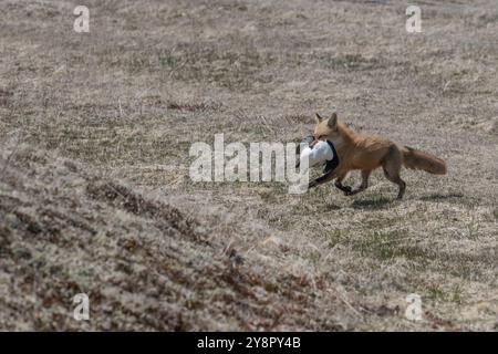 Red Fox erwachsene Frau mit tordalk Auk in Ihrem Mund Cape St. Mary's, Neufundland Stockfoto