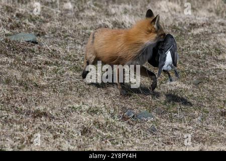 Red Fox erwachsene Frau mit tordalk Auk in Ihrem Mund Cape St. Mary's, Neufundland Stockfoto