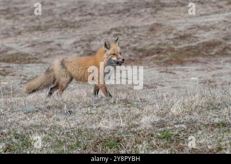 Red Fox weiblichen eine Ratte, die sie in ihren Mund Cape St. Mary's, Neufundland gefangen Stockfoto