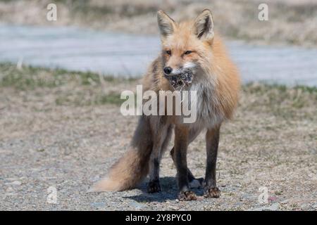 Red Fox weiblichen eine Ratte, die sie in ihren Mund Cape St. Mary's, Neufundland gefangen Stockfoto