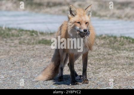 Red Fox weiblichen eine Ratte, die sie in ihren Mund Cape St. Mary's, Neufundland gefangen Stockfoto