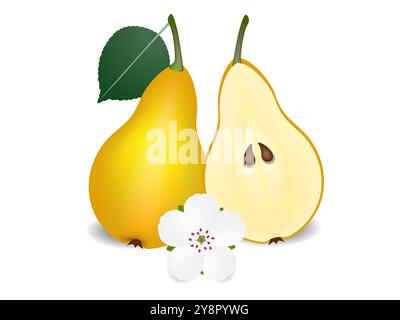 Ganze Birne mit Blättern, halb mit Samen und Blüte, isoliert auf weiß. Stock Vektor
