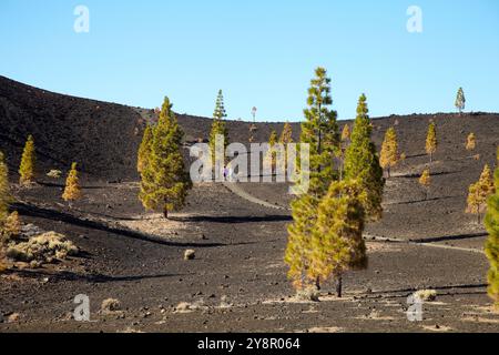 Vulkan Samara, Pinus canariensis, Pino canario, Pico del Teide, Nationalpark El Teide, Teneriffa, Kanarische Insel, Spanien. Stockfoto