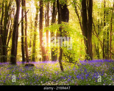 Blauglocken und Morgenlicht in Killinthomas Woods Stockfoto