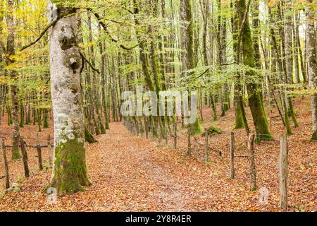 St. James Way; Alto de Mezkiritz, Roncesvalles, Navarra, Spanien Stockfoto