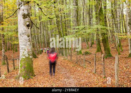 St. James Way; Alto de Mezkiritz, Roncesvalles, Navarra, Spanien Stockfoto